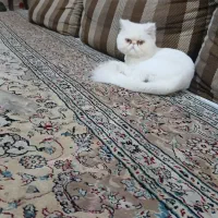 گربه پرشین اشرافی  ۶ماه بسیارزیبا ومهربان