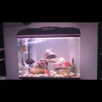 ماهی آکواریوم