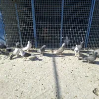 15جفت جوجه ب شرط