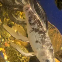 ماهی نژاد کوی