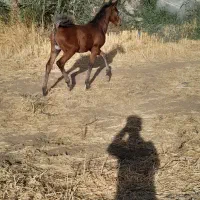 اسب مادیان عرب