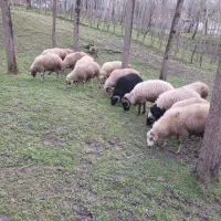 فروش فوری و ویژه گوسفند نر پرواری