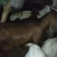 فروش گوسفند پاکستانی|حیوانات مزرعه|رودان, |دیوار