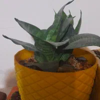 سانسورها پا‌کوتاه و کراواتی ابلغ|گل و گیاه طبیعی|قم, صفائیه|دیوار