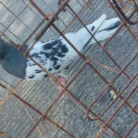 نر کله ای|پرنده|اهواز, منازل کارون|دیوار