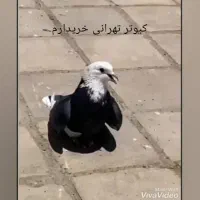 کبوتر تهرانی