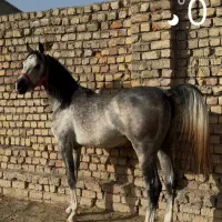 کره نریان عرب مصری یکسر وارداتی