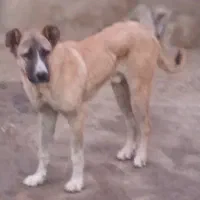 سگ سرابی