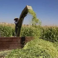 hجوین فروش زرت علوفه ای