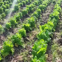 فروش کاهو|خوردنی و آشامیدنی|خان ببین, |دیوار