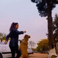 تربیت سگ مربی سگ مربی پت آموزش سگ