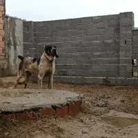 واگذاری سگ الابای خراسانی پژدر