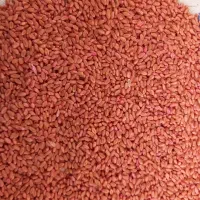 بذر گندم آبی(پیشگام)دیم(سرداری)|خدمات باغبانی و درختکاری|قروه, |دیوار