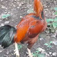 خروس لاری|حیوانات مزرعه|رحیم‌آباد, |دیوار