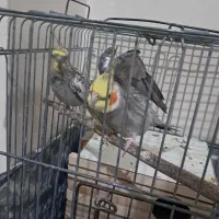 جفت عروس هلندی|پرنده|شاهدشهر, |دیوار