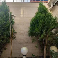 دو عدد درخت کاج مخصوص باغچه و ویلا