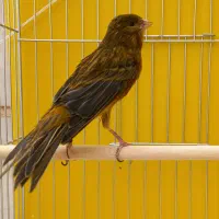 قناری نر قرص قلدر خوش دهن|پرنده|فردیس, فردیس|دیوار