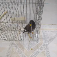 مرغ مینا