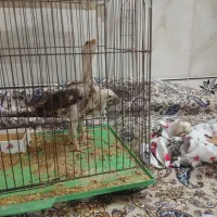 جوجه لاری