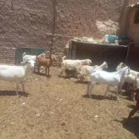 کره نر