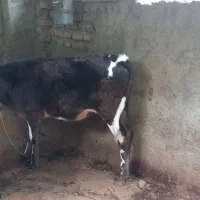 ۲راس گوساله تلیسه|حیوانات مزرعه|گنبد کاووس, |دیوار