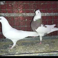 کفتر اطوفی تیکه پاره قرمز