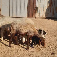 گوسفند میش و بره