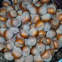 فندوق تازه|خوردنی و آشامیدنی|شهریار, شهریار|دیوار