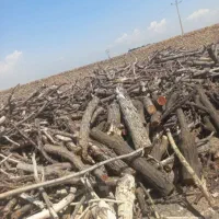 خرید چوب و هرس انواع درخت