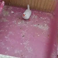 فنچ زبرا قیمت ۶۰۰|حیوانات|بندر ماهشهر, |دیوار