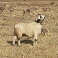 دو‌راس‌بز‌خارجی‌دو‌قلوزا|حیوانات مزرعه|حسین آباد, |دیوار