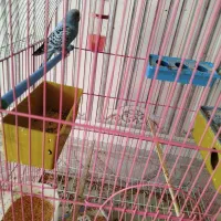 جفت مرغ عشق