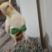 عروس هلندی نرو ماده تخم گذار