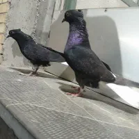 ۱۷ تا جوجه جوانه باهم