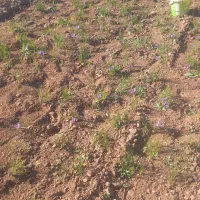 زمین کشاورزی