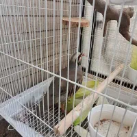 بلدرچین|پرنده|تهران, جوانمردان (اندیشه)|دیوار