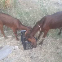 بترین بز دنیا|حیوانات مزرعه|پشتکوه (سیستان و بلوچستان), |دیوار