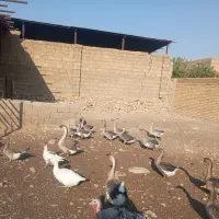 قو غاز و غاز|حیوانات مزرعه|شیراز, محمودآباد|دیوار