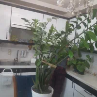 زاموفیلیا|گل و گیاه طبیعی|تهران, قلمستان|دیوار