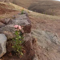 ۶۵۰ متر درختکاری با آب چشمه|فروش زمین و ملک کلنگی|طالقان, |دیوار