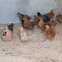 جوجه مرغ فقط ۲۰۰