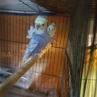 پروانه ای ریمبو