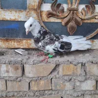 نرشازده هفت رنگ دم سفید