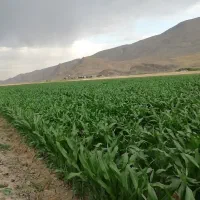 فروش-زمین-کشاورزی