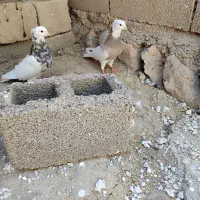 کبوتر