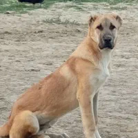 توله افغانی درجه یک