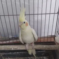 عروس‌هلندی