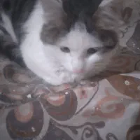 گربه دورگه پرشین|گربه|اردبیل, |دیوار