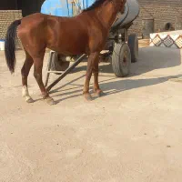 اسب اصیل عرب