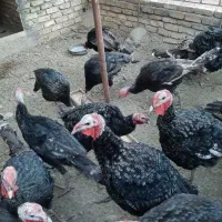 بوقلمون|حیوانات مزرعه|شیراز, هفت تنان|دیوار